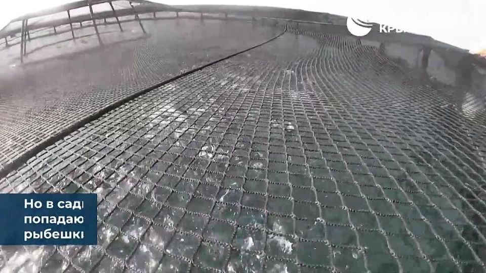 Живое серебро в холодной воде: в Крыму выращивают абсолютно экологически чистую форель