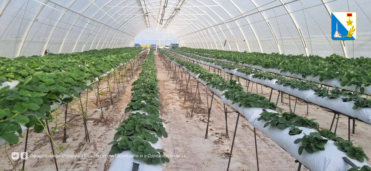 Предприниматель из Орловки получила грант в размере более трёх миллионов рублей на выращивание садовой земляники Предприниматель из Орловки получила грант в размере более трёх миллионов рублей на выращивание садовой земляники