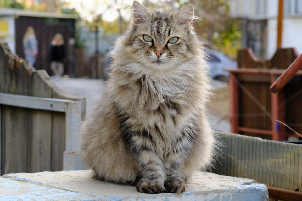 ����� ��������: � ������� ������������ ���������� ������ �� ��������� ����� ������� ��������, ��������������� ������ � ����������� ��������, ������� ���������