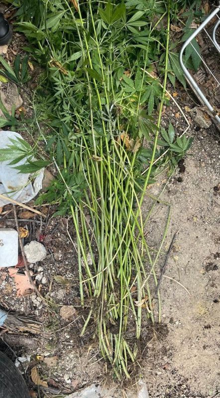 В Симферополе завершено расследование уголовных дел в отношении местного наркоагрария