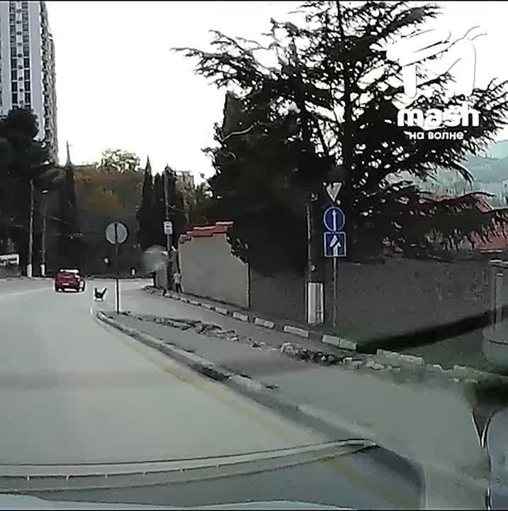 Новый дорожный знак появился в Ялте