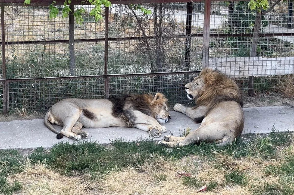 Раскрыта судьба льва, напавшего на директора парка «Тайган» Зубкова