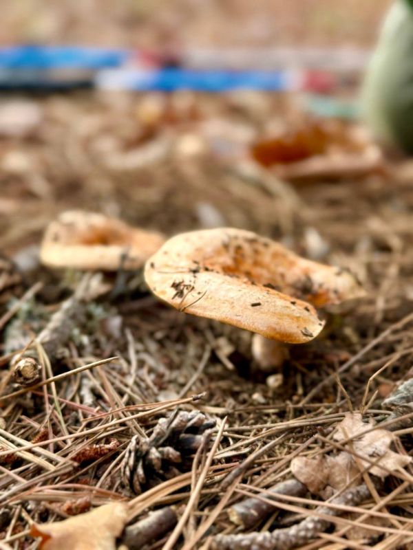 ���� ����: ����. ������ �����. ������