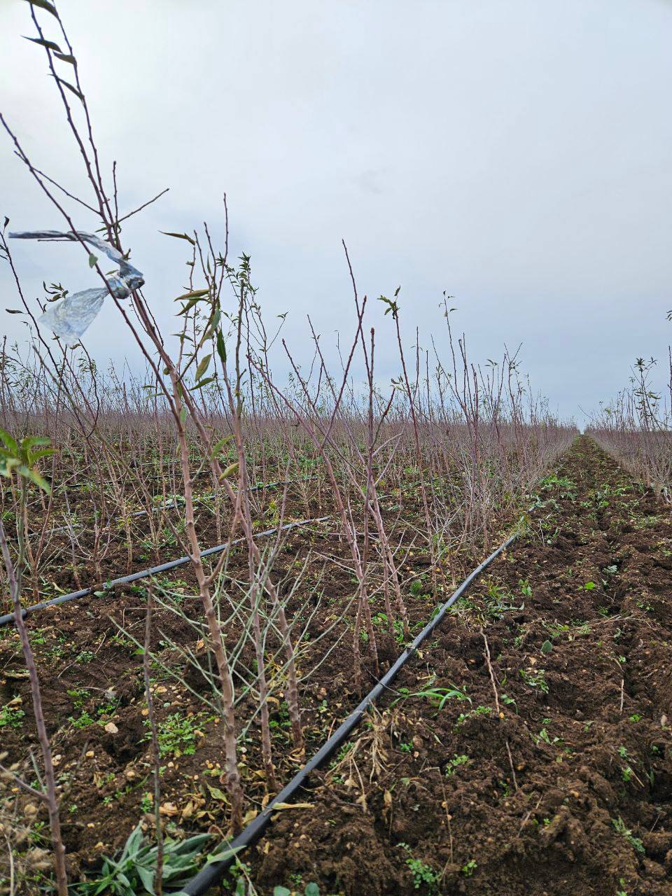 Сельское хозяйство — это не просто отрасль экономики Сельское хозяйство — это не просто отрасль экономики