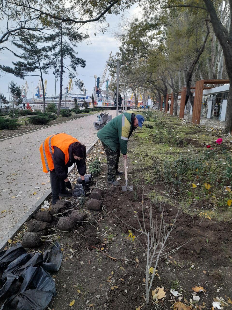 В Феодосии продолжается работа по озеленению В Феодосии продолжается работа по озеленению
