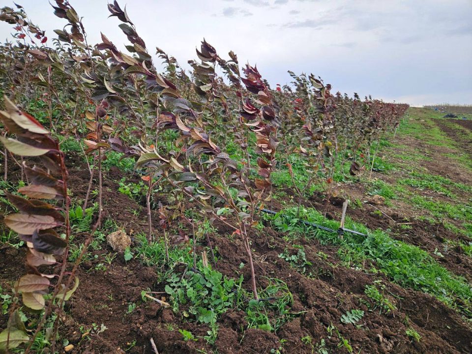 �������� ��������� � ��� �� ������ ������� ���������