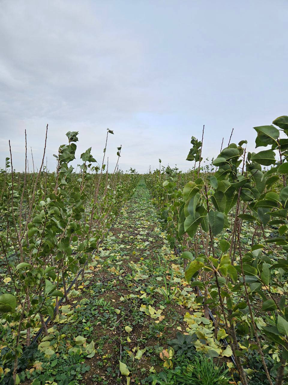 Сельское хозяйство — это не просто отрасль экономики Сельское хозяйство — это не просто отрасль экономики