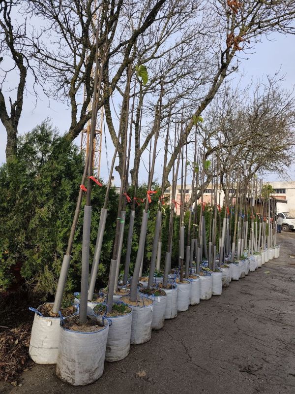 � �������� ������������ ������ �� ����������