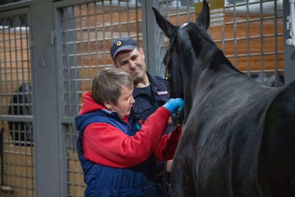 В Едином центре кинологии и кавалерии УМВД России по г.Севастополю прошли плановые ветеринарные мероприятия для служебных лошадей