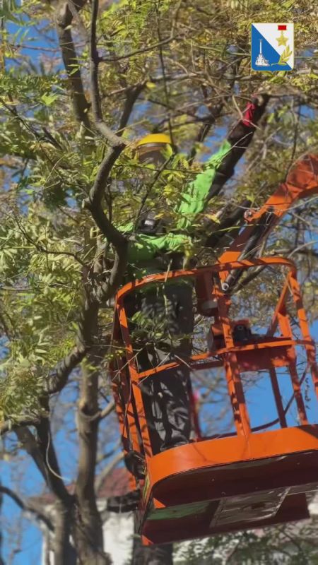 Готовим зелёные зоны Севастополя к сезону ветров