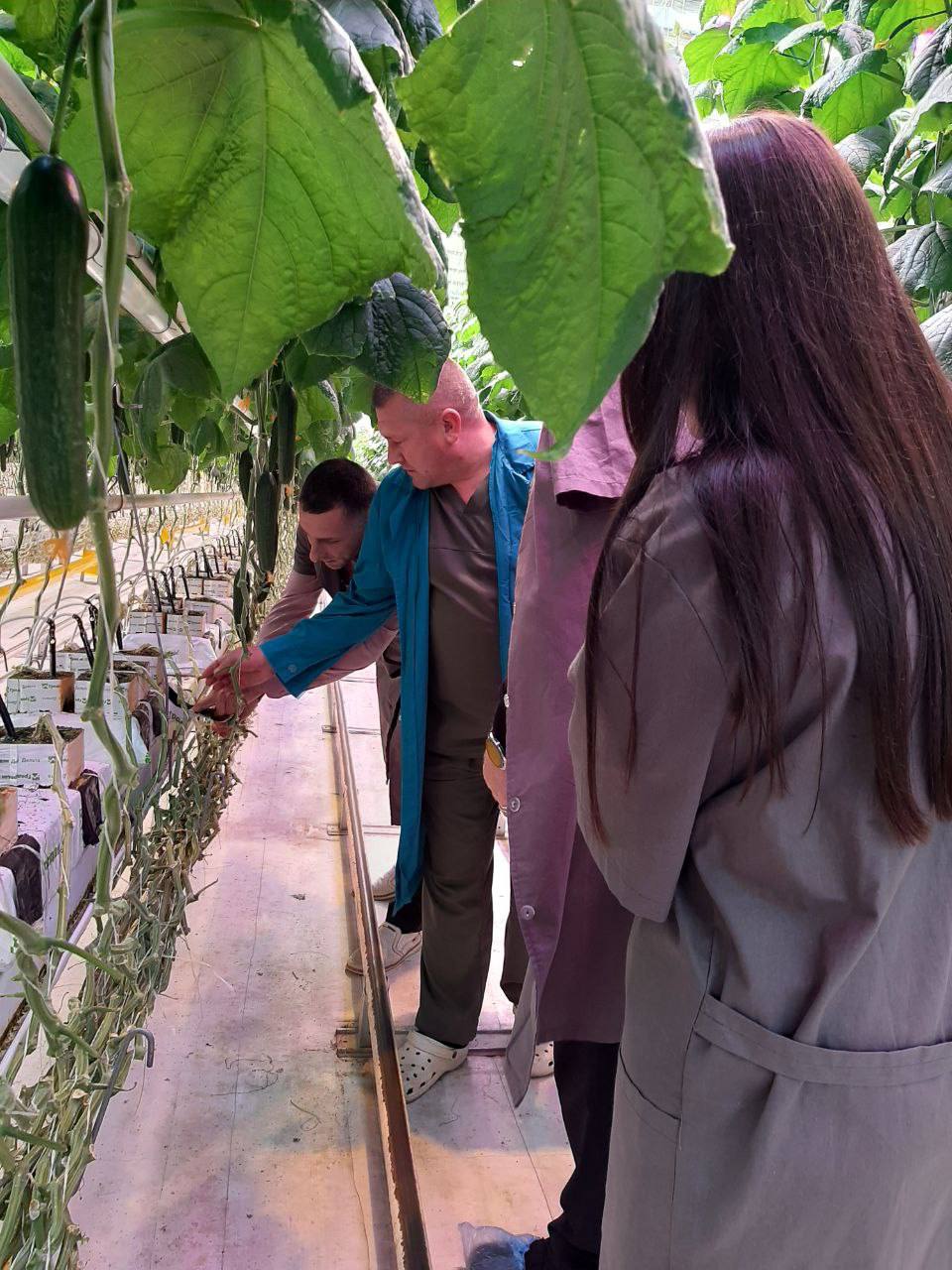 Реализация государственной программы «Герои Крыма» продолжает набирать обороты! Сотрудники Управления растениеводства совместно с участником программы, Андреем Зыряновым, побывали в передовом тепличном комплексе «Белогорский» Реализация государственной программы «Герои Крыма» продолжает набирать обороты! Сотрудники Управления растениеводства совместно с участником программы, Андреем Зыряновым, побывали в передовом тепличном комплексе «Белогорский»