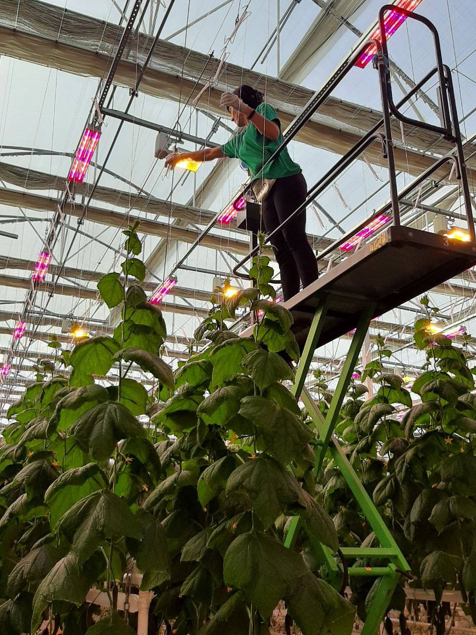 Реализация государственной программы «Герои Крыма» продолжает набирать обороты! Сотрудники Управления растениеводства совместно с участником программы, Андреем Зыряновым, побывали в передовом тепличном комплексе «Белогорский» Реализация государственной программы «Герои Крыма» продолжает набирать обороты! Сотрудники Управления растениеводства совместно с участником программы, Андреем Зыряновым, побывали в передовом тепличном комплексе «Белогорский»