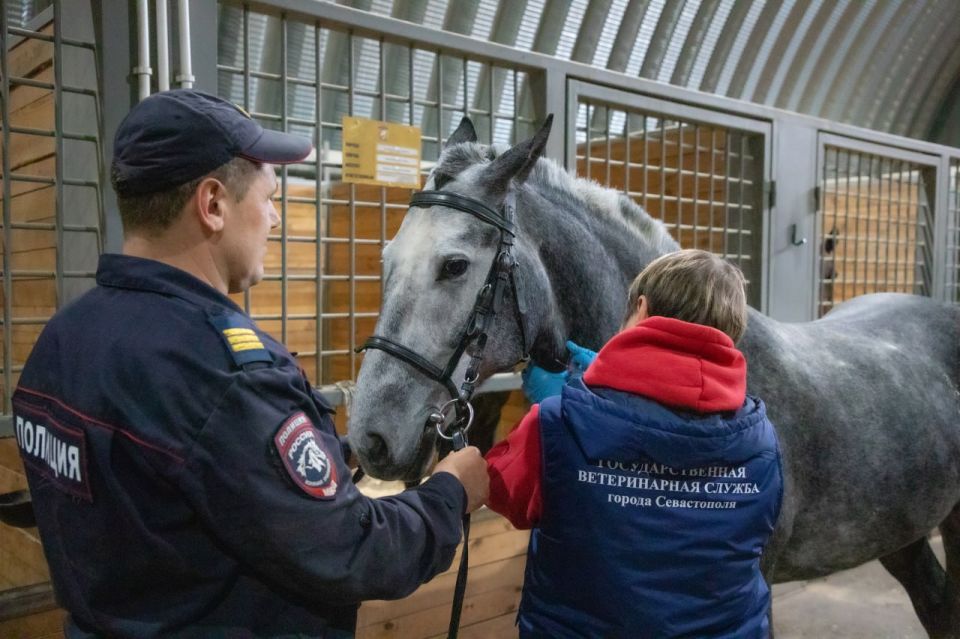 В Едином центре кинологии и кавалерии УМВД России по г.Севастополю прошли плановые ветеринарные мероприятия для служебных лошадей В Едином центре кинологии и кавалерии УМВД России по г.Севастополю прошли плановые ветеринарные мероприятия для служебных лошадей