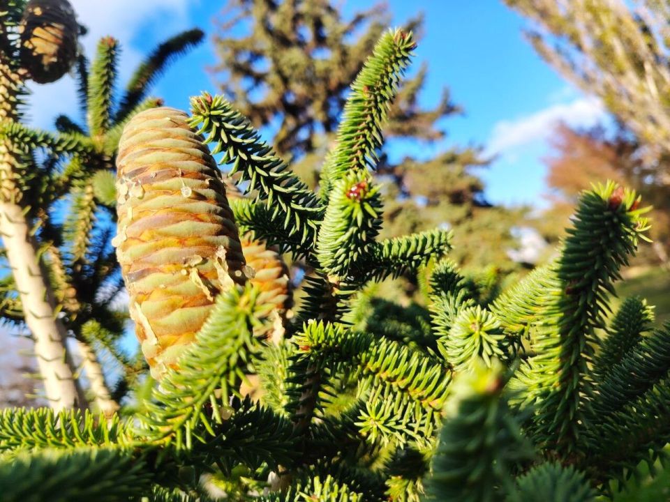 � ������ �����, �������!. ���������� ����� - ����� ���������� �������, ������� ����� ��������� ������ ����