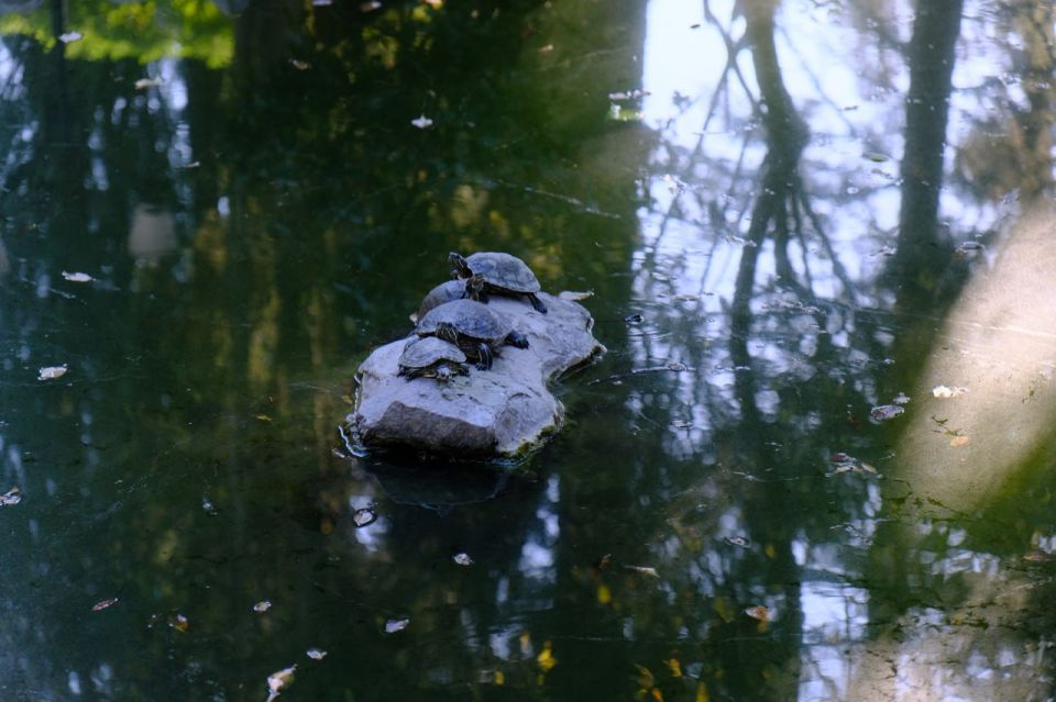 Янина Павленко: Ремонт парка-памятника садово-паркового искусства «Массандровский» движется к финалу – работы выполнены на 90%, завершение планируется до конца года Янина Павленко: Ремонт парка-памятника садово-паркового искусства «Массандровский» движется к финалу – работы выполнены на 90%, завершение планируется до конца года