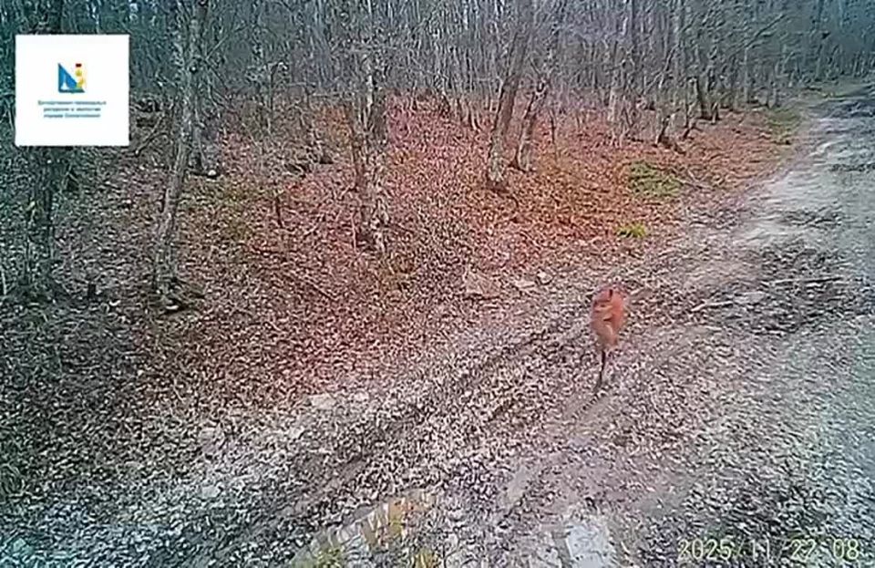 Фотоловушки, установленные Севприроднадзором, запечатлели стаю оленей