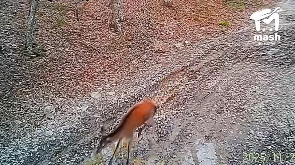 Где лучшие тусовки? У этих молодых оленей из Севастопольского заповедника