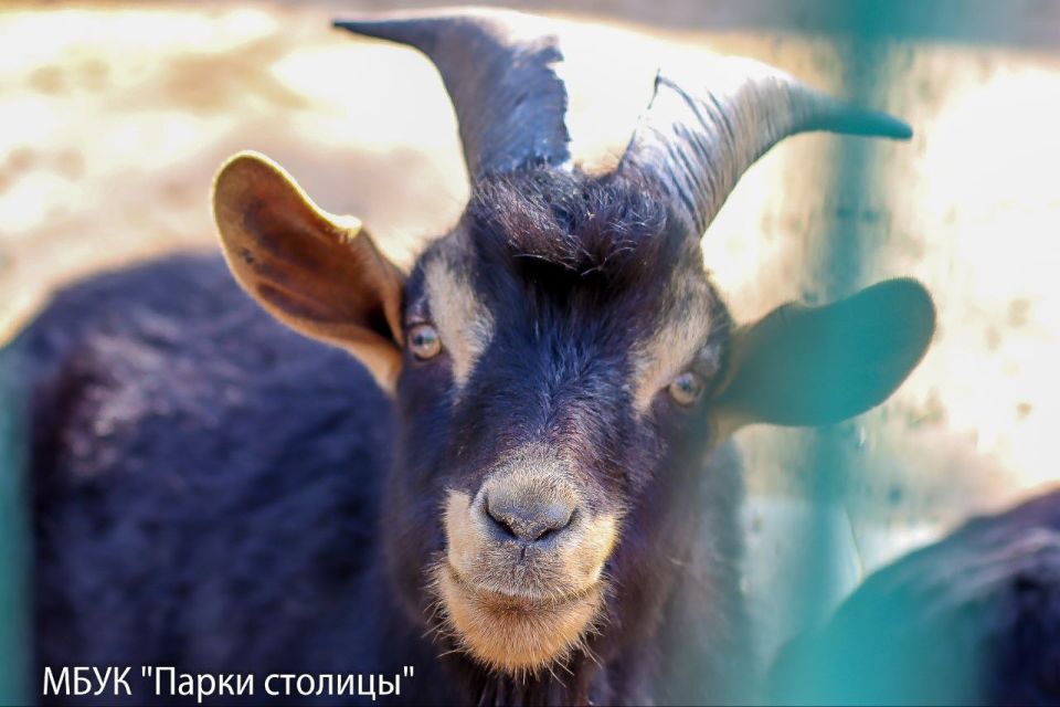 Как жители зооуголка готовятся к зиме Как жители зооуголка готовятся к зиме