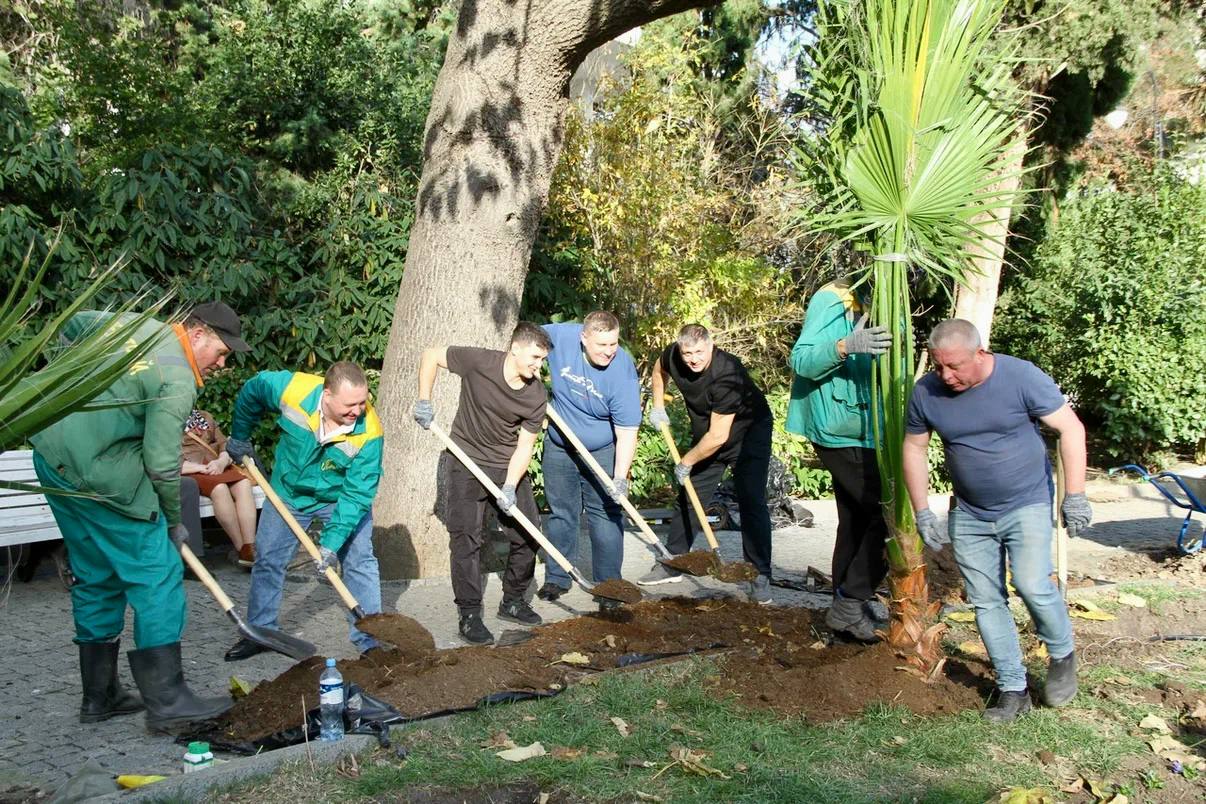 Константин Шимановский: Приморский парк озеленили 20 пальмами трех видов! Константин Шимановский: Приморский парк озеленили 20 пальмами трех видов!