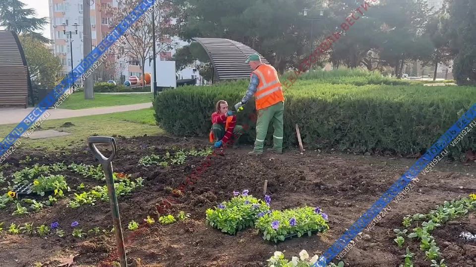 В сквере имени Юрия Гагарина сейчас проходит высадка цветов в клумбы