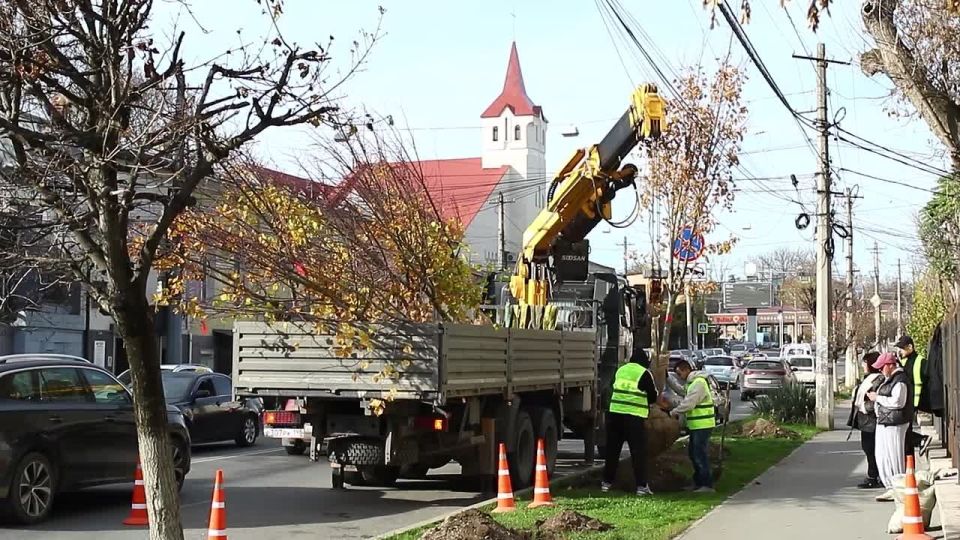 В крымской столице продолжаются работы по высадке деревьев