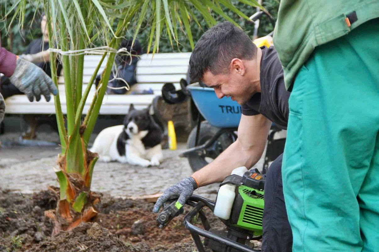 Константин Шимановский: Приморский парк озеленили 20 пальмами трех видов! Константин Шимановский: Приморский парк озеленили 20 пальмами трех видов!