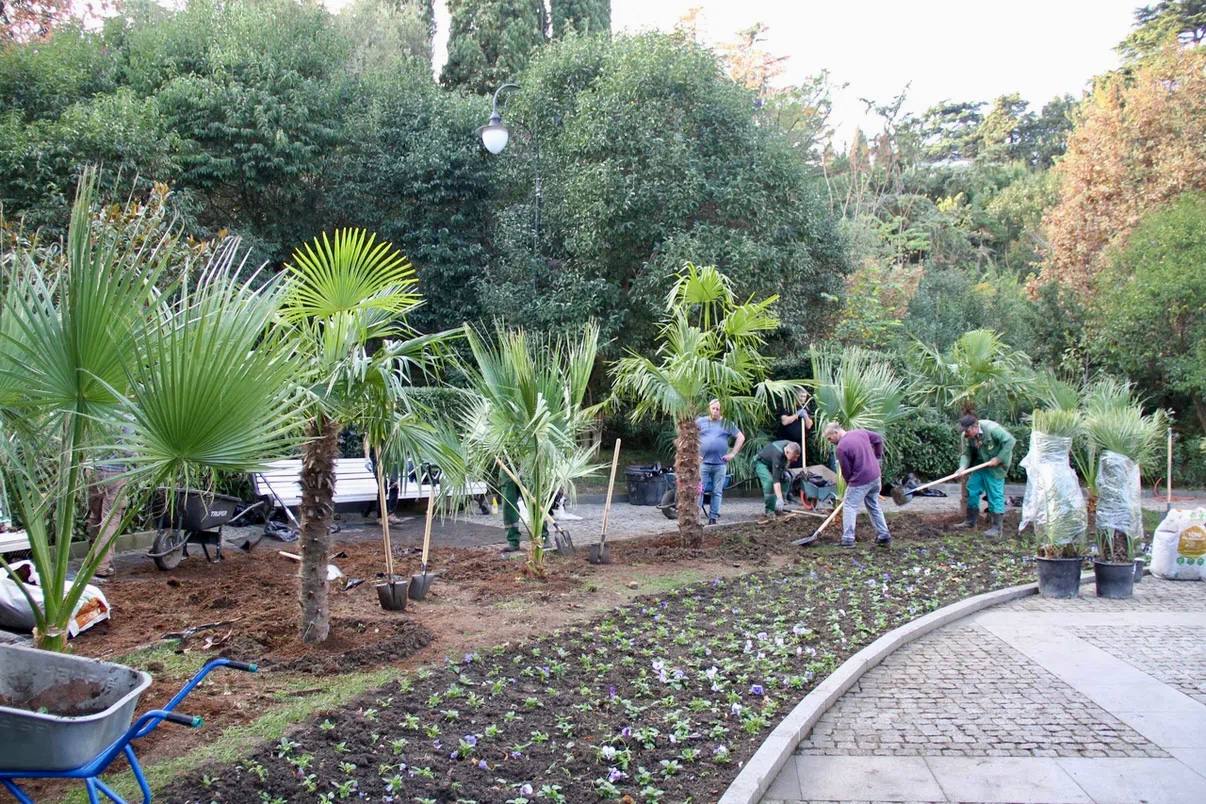 Константин Шимановский: Приморский парк озеленили 20 пальмами трех видов! Константин Шимановский: Приморский парк озеленили 20 пальмами трех видов!