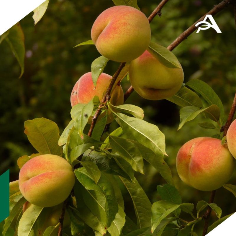 �������� ������� �������� �������� ��������