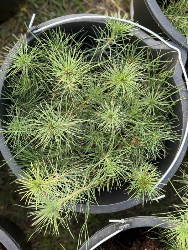 ������ ��� ������������ ���������� ����������� ����������� ������������� ����� ��������� ���