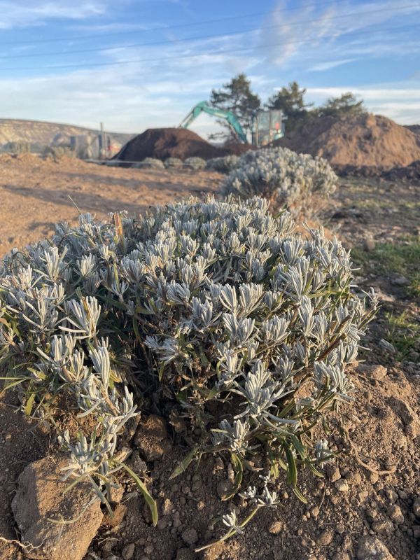 ����� � ���������� �� ������� ����������� ����� �������� ����������� ������