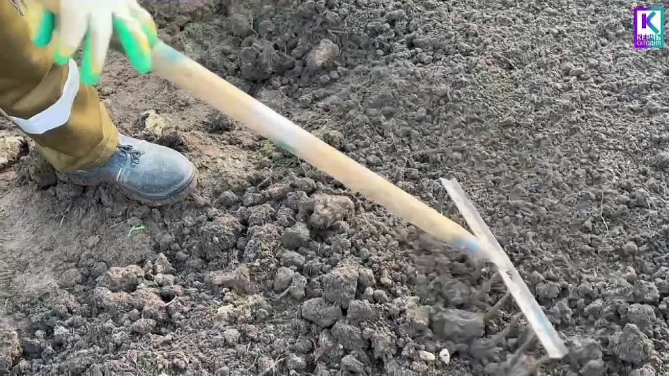 В Керчи продолжается регулярная работа по обработке зеленых насаждений