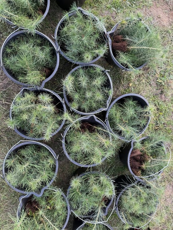 ������ ��� ������������ ���������� ����������� ����������� ������������� ����� ��������� ���