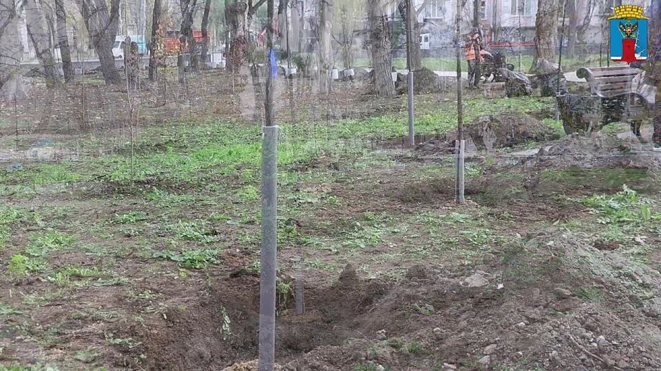 Сегодня состоялась компенсационная высадка деревьев в Морсаду