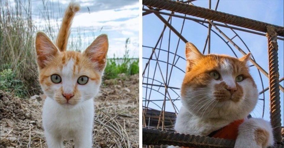 ����� ����� �������� ����������� �������������, ������-�������� � ������� ��������� ���������