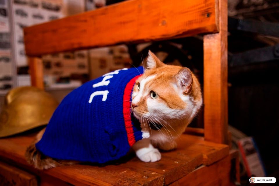 Сегодня у нашего друга и блогера Кота Мостика День рождения Сегодня у нашего друга и блогера Кота Мостика День рождения