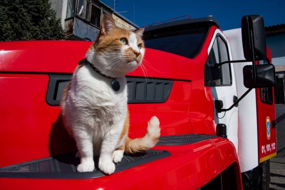 Сегодня у нашего друга и блогера Кота Мостика День рождения Сегодня у нашего друга и блогера Кота Мостика День рождения