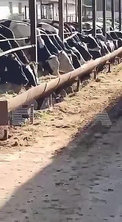 «Контора рога и копыта»: десятки инвесторов остались без денег после того, как вложились в крымскую ферму