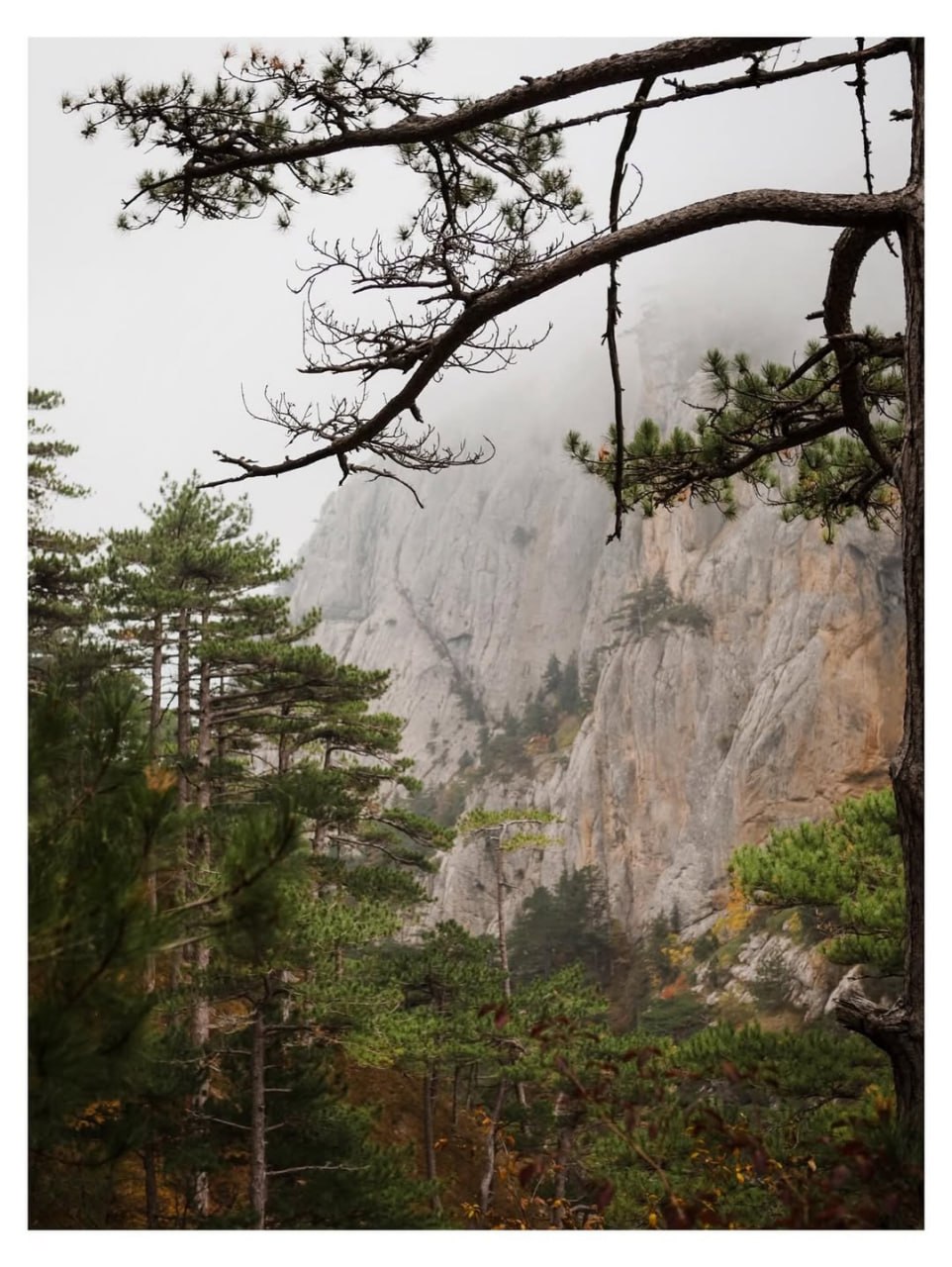 Туманный лес. Ущелье Уч-Кош (Ялта)