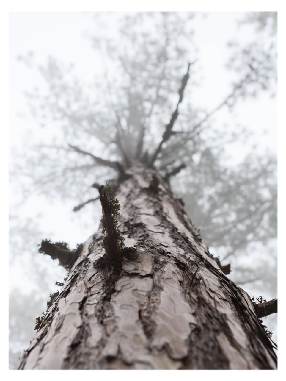 Туманный лес. Ущелье Уч-Кош (Ялта) Туманный лес. Ущелье Уч-Кош (Ялта)