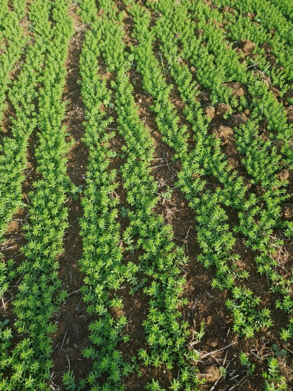 ���������� ������������� ���������� ������� ������ �� ������ ��������� ������ �������