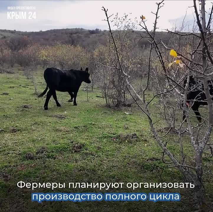 В Крыму развивается мясное животноводство
