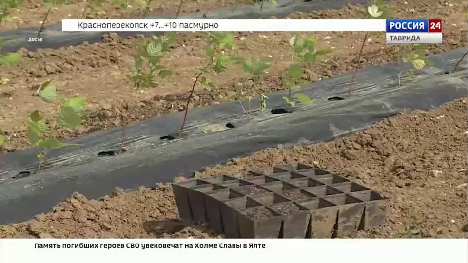 Слишком тёплая осень может привести к снижению урожая малины в следующем году