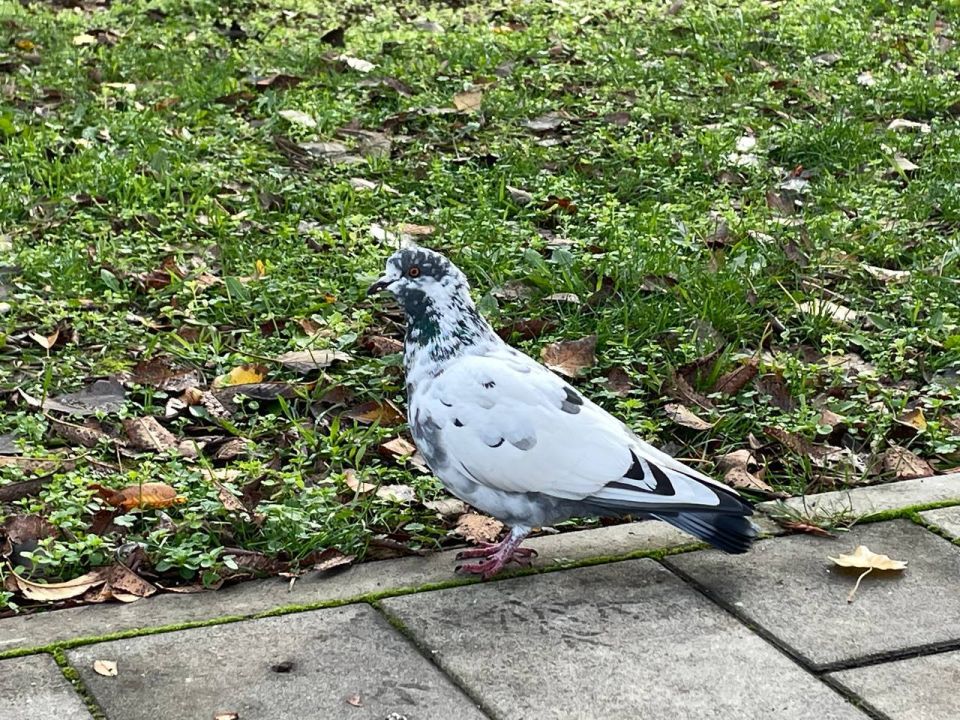 � ������ �����, �������!. ����� ��� ���� ���������� � ������� ������� � ������� ���������� ������� � �������� ������������ ���������� (�������� ������ �����), t + 8 - +11, ����� ������, ���-���������