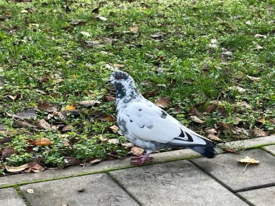   , !.                (  ), t + 8 - +11,  , -