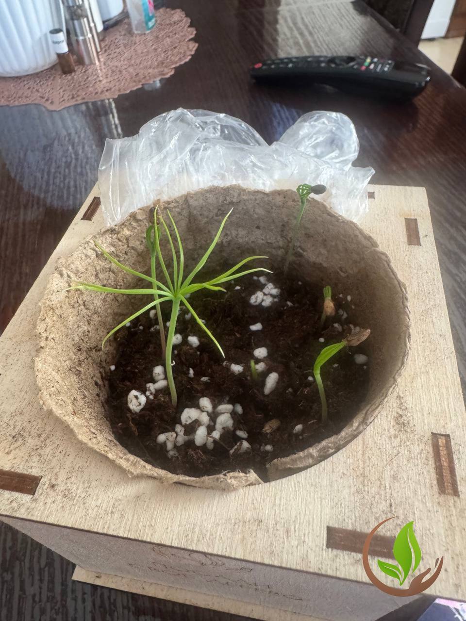 Ольга Шевцова: Они ещё маленькие Но уже сеют будущее