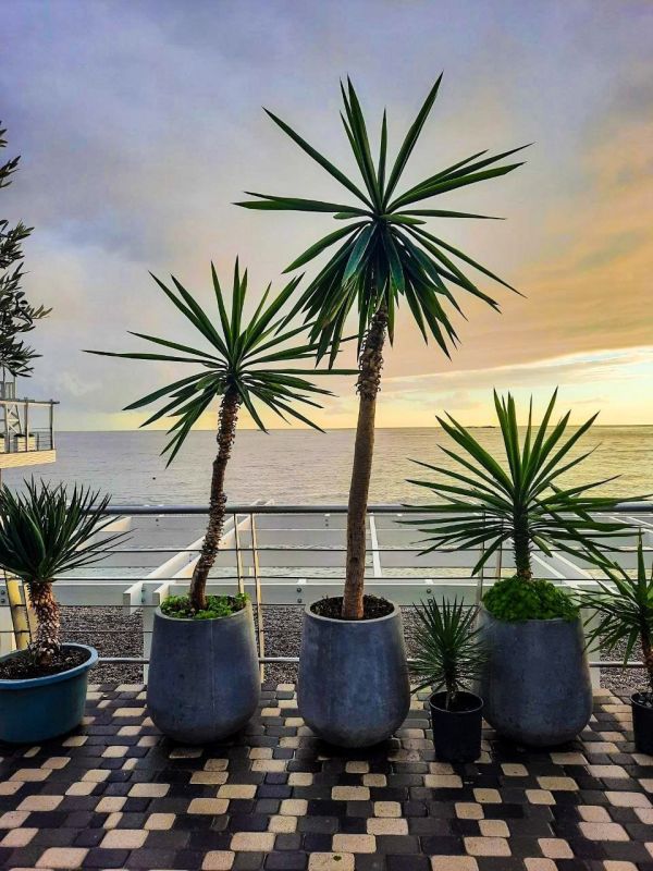 ����������� ���� � ������ �� ������ ����� ����� � ����