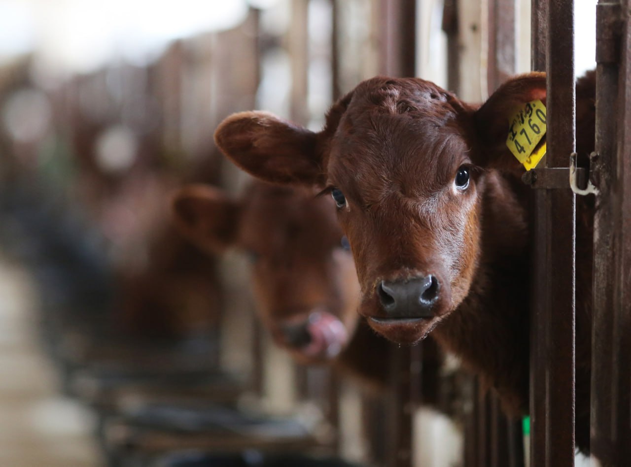 В Крым направят деньги на развитие геномной селекции племенных животных