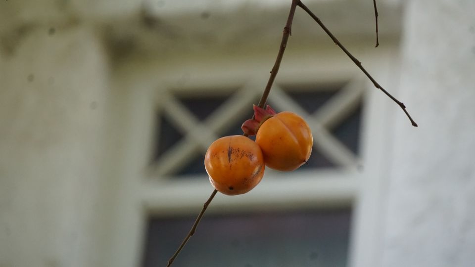 � ���� ����� ���� � ���� ������ ����� �����