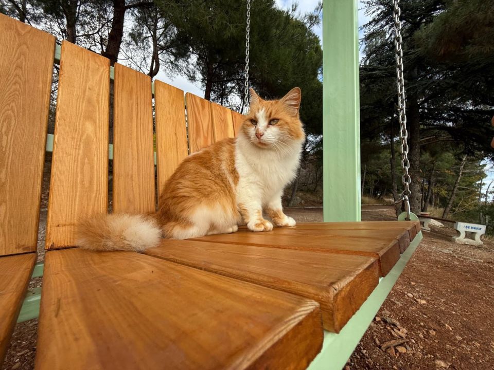 �� ��������� ����� � ���� ������������� ��������� ��������