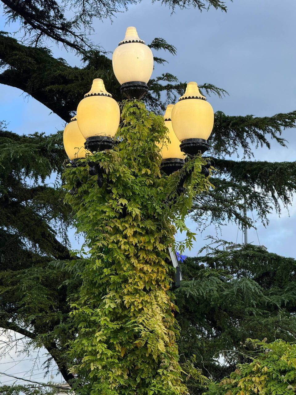 Янина Павленко: Еще один шаг к тому, чтобы Ялта сияла в прямом смысле слова